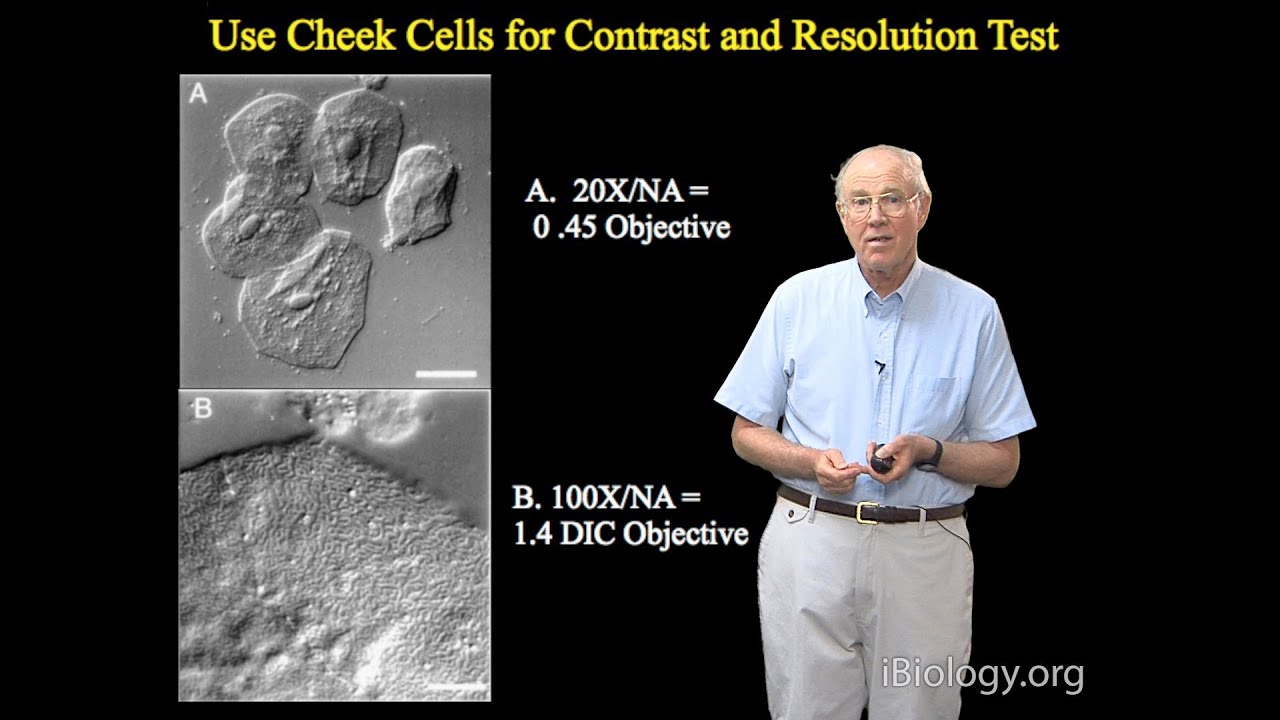 Microscopy: Pragmatics of DIC and Video-Enhanced Contrast Microscopy (Edward Salmon)