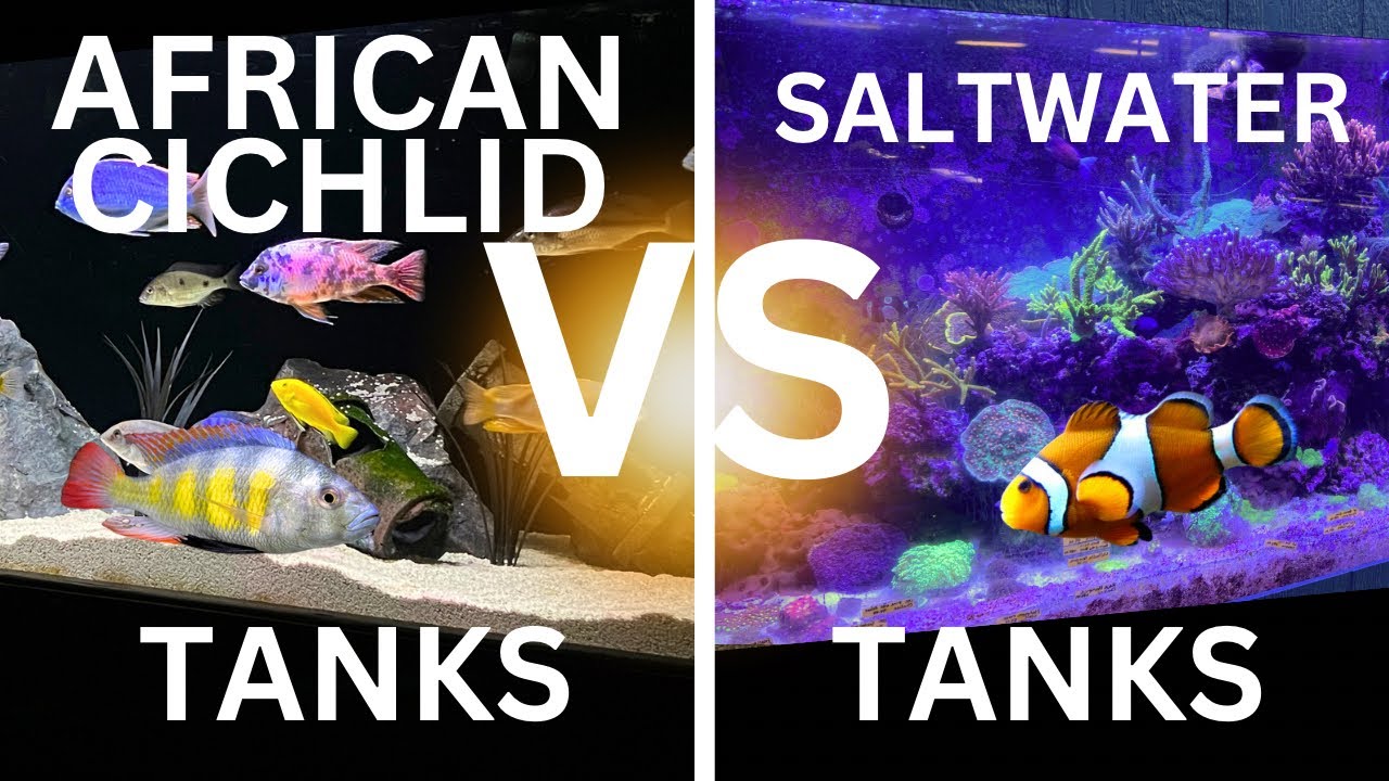 African Cichlid Tanks or Saltwater Tanks? The Battle for SUPREMACY