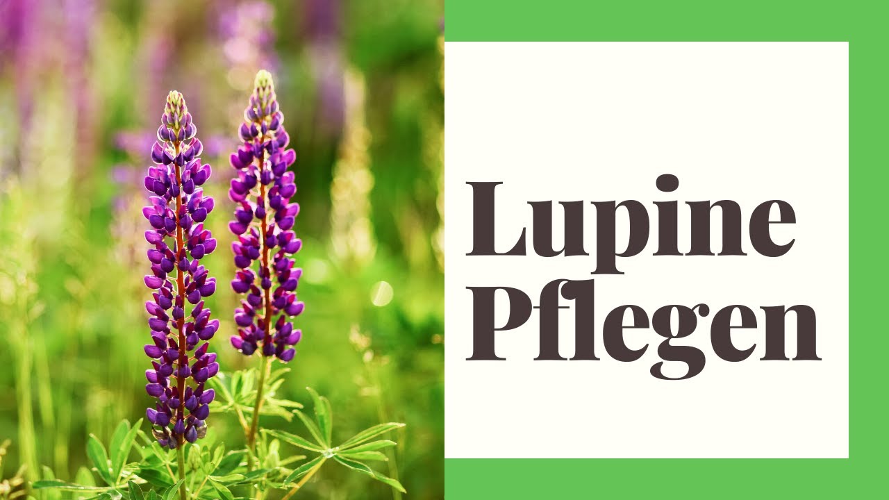 Lupine Pflegen (So geht's richtig)