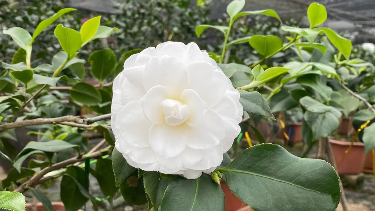 30-1-2026|LH:0328168662|Hoa Trà My Chơi Tết Đồng Giá 200k Thanh Lý Dọn Vườn