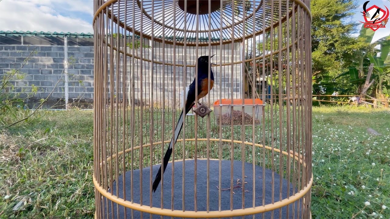 muraibatu #นกกางเขนดง #นกบินหลาดง #muraibatu #shama #shamabird