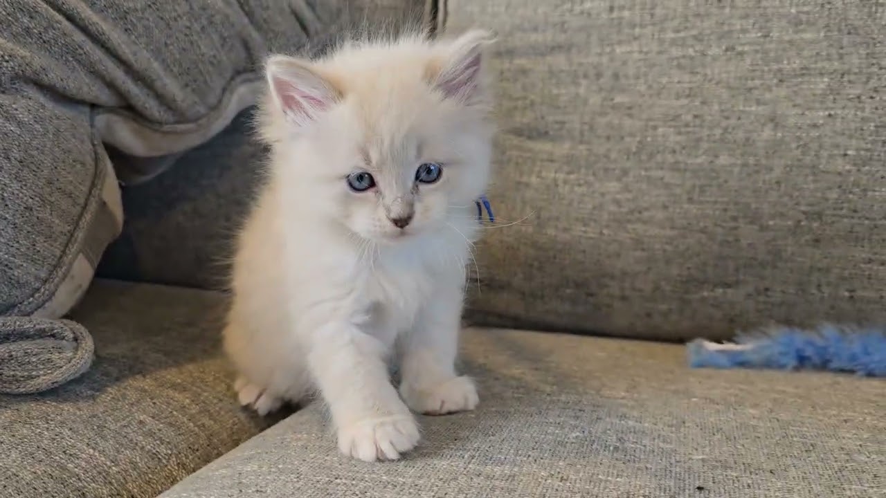 Leon 6 weeks - LeGrand Siberians 