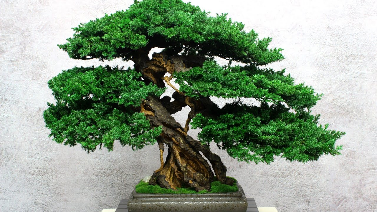 Preserved Bonsai Tree 21,65
