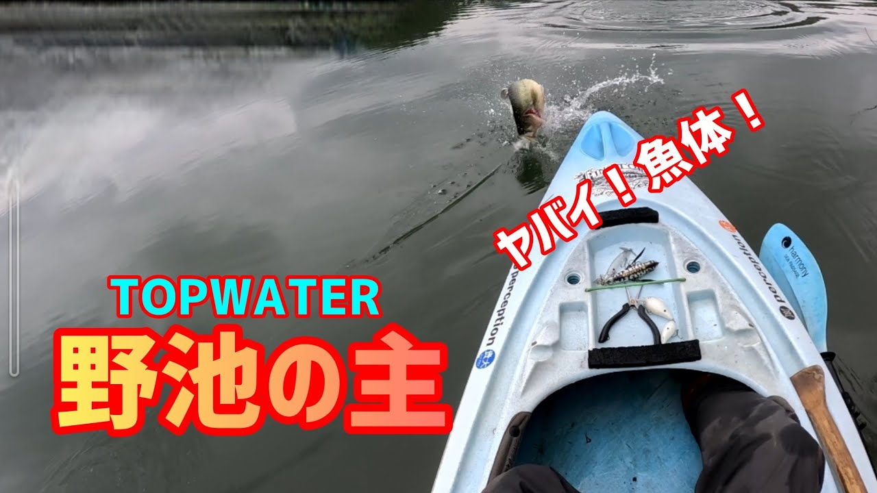 野池の主！トップウォータープラッガー！