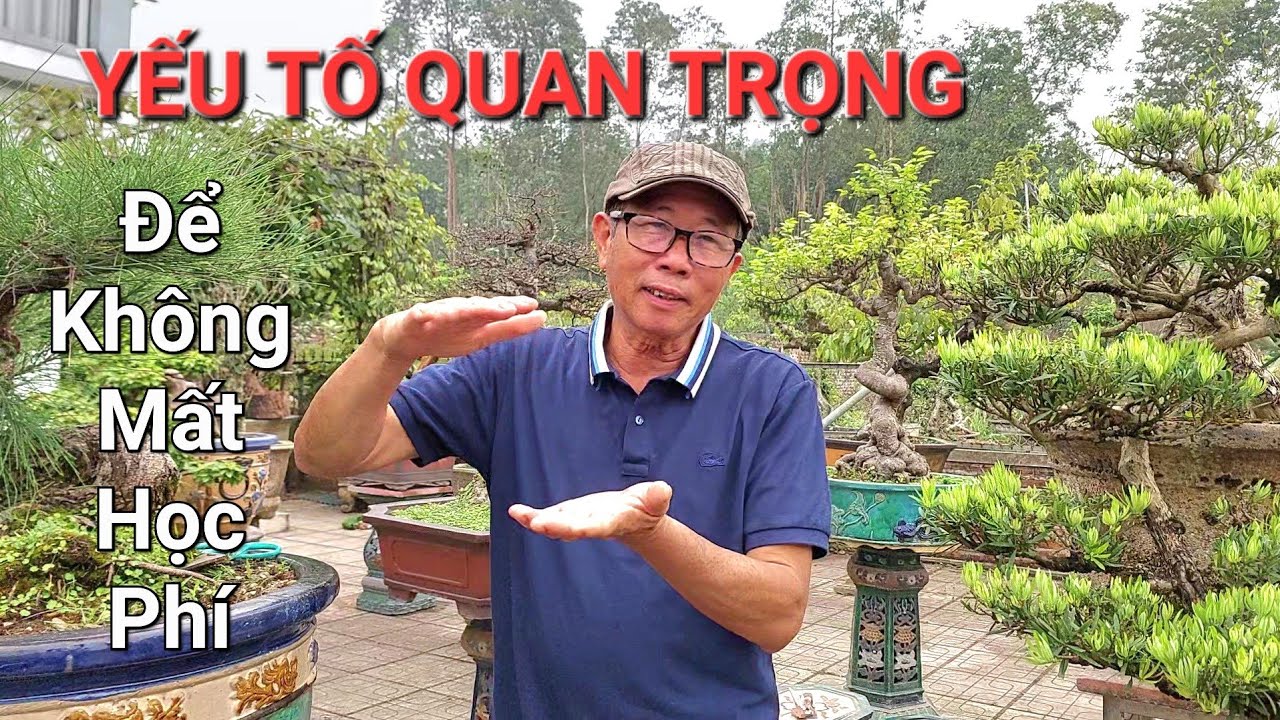 Nghệ nhân bác CƯỜNG HỌA SĨ chia sẻ YẾU TỐ cần để chơi cây & chọn cây để mất ít tiền HỌC PHÍ .