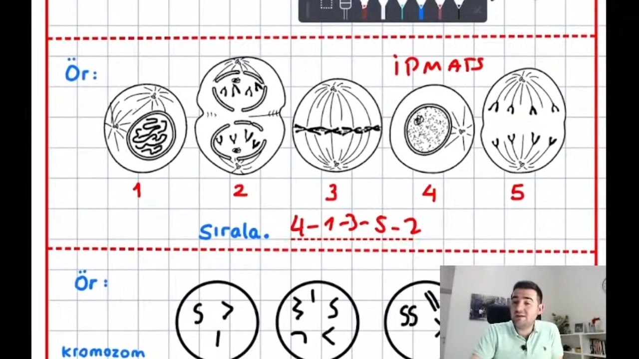 10. Sınıf 1. Dönem 1. Yazılı Tekrarı 10.sınıf biyoloji yazılı sınavı hazırlık