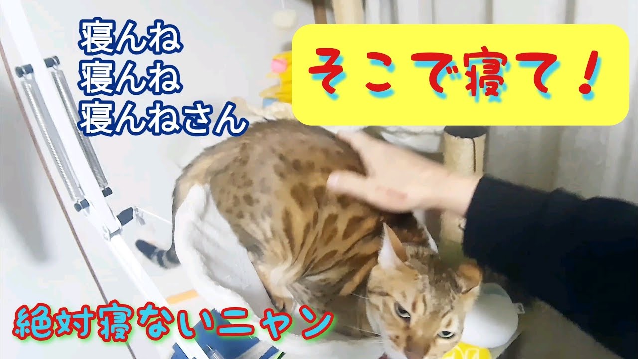 駆け回るムギ