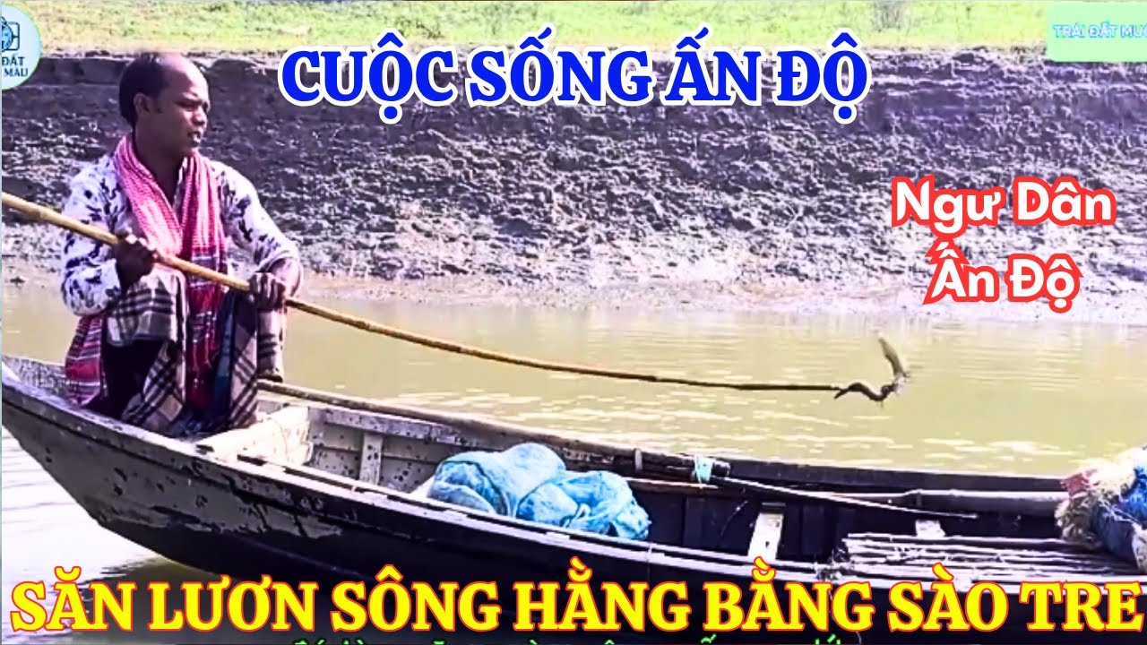 Cuộc sống Ấn Độ: Ngư dân kiếm 2.000 rupee mỗi ngày nhờ săn lươn sông Hằng bằng sào tre 🎣