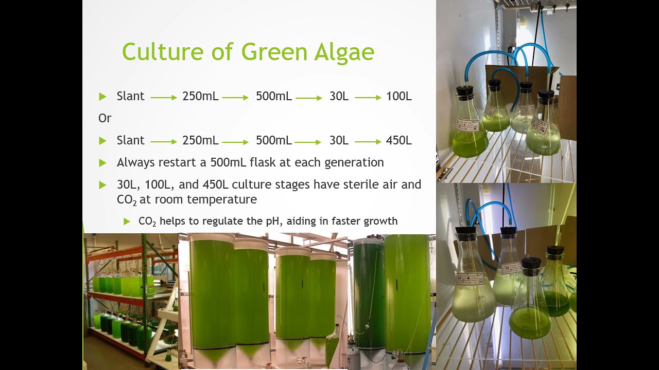 Culture of three species of freshwater algae for the production of freshwater mussels