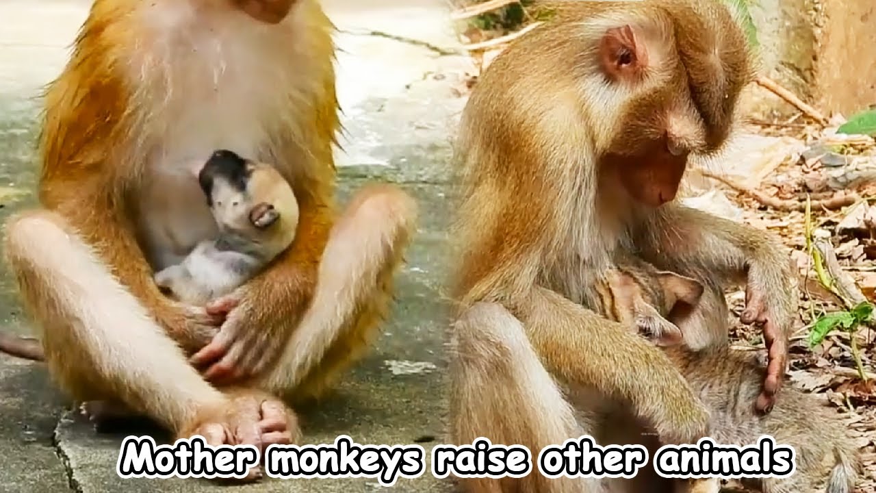 The evil mother monkey kidnapped puppies and kittens and treated them as her own children.