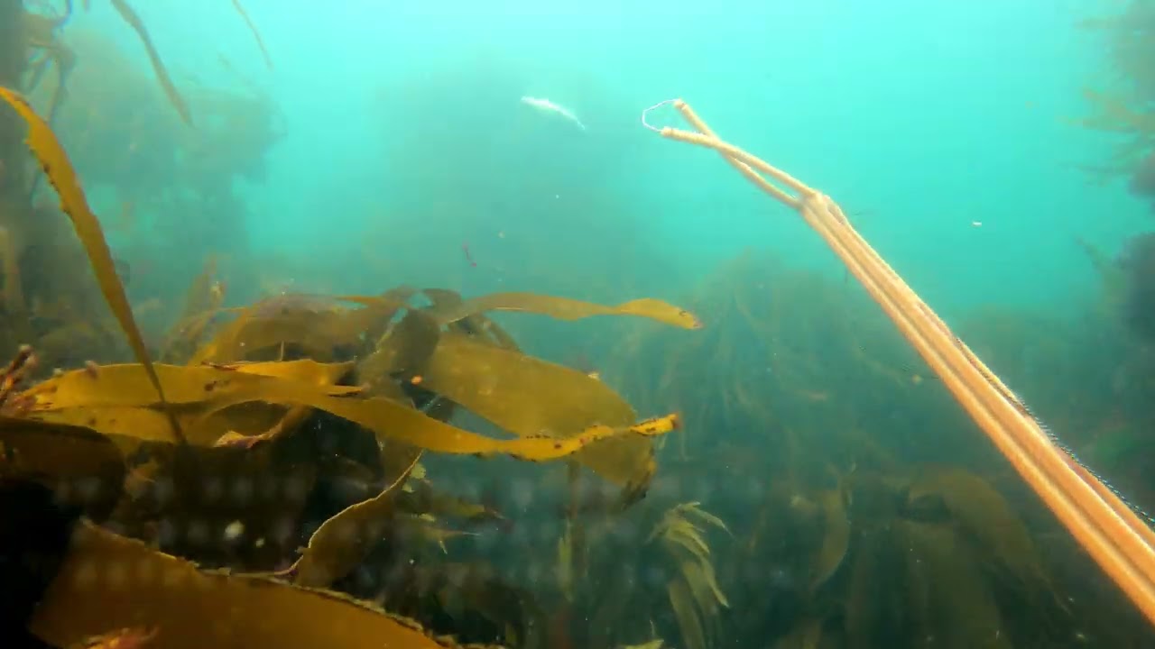 Sortie pêche sous marine du 1er Aout en baie de Lannion - bars et daurade royale en apnée !
