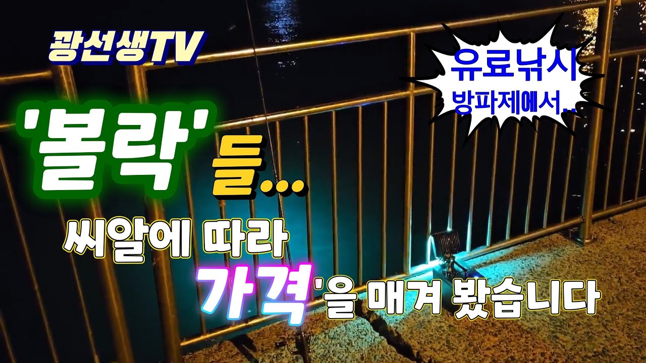 볼락루어낚시/볼락들... 씨알에 따라 가격을 매겨 봤습니다.