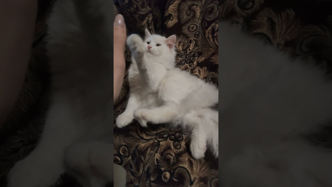 Кот Вито играет со своей мамой.