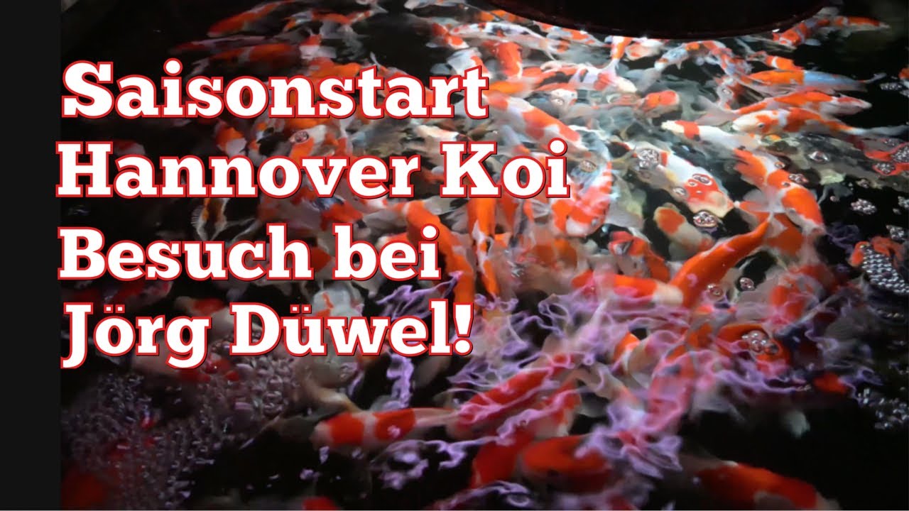 Saisonstart bei Jörg Düwel von Hannover Koi! 2500 Tosai! Eine riesige Auswahl für jeden Geldbeutel!
