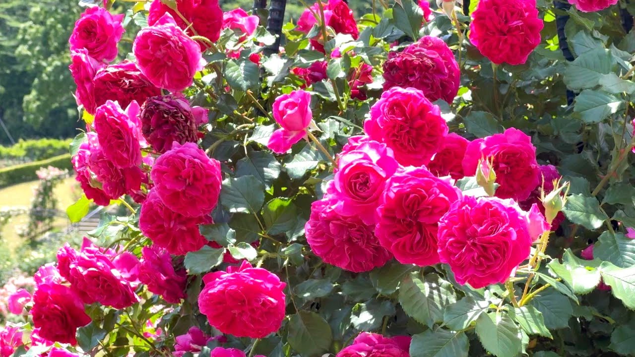 【4K】いばらきフラワーパーク（茨城県）春バラ2024　5月15日の様子  May 15,2024　Spring roses　Japanese rose garden