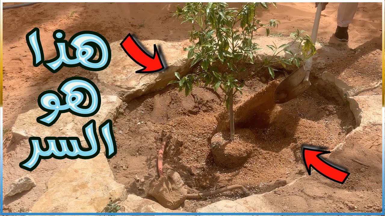 كيف تزرع شجرة وتثمر خلال عام || افضل خطوات لزراعة اي شجرة