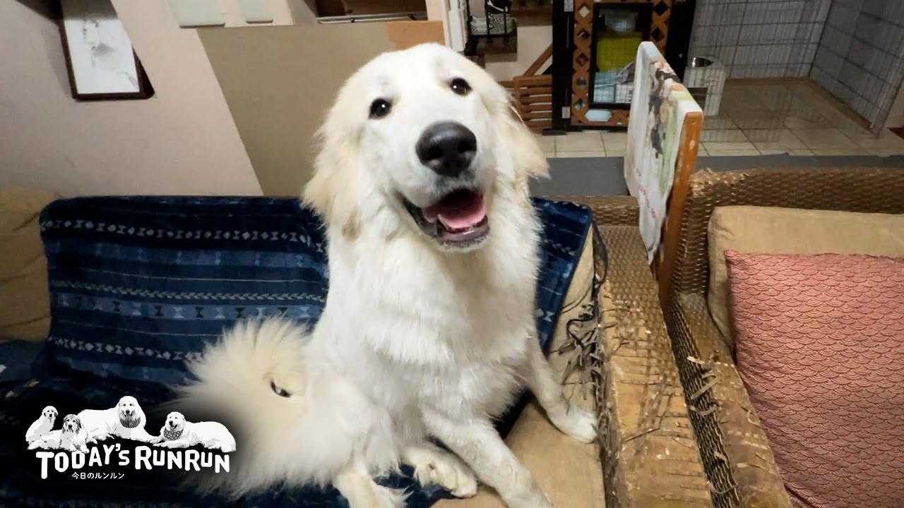 お父さんの部屋にリビングに...留守番中に大活躍したリリーです　Great Pyrenees　グレートピレニーズ