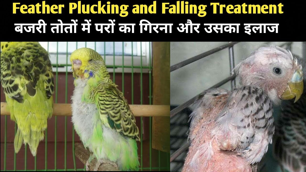 Australian Parrots Feathers Falling problem and Treatment