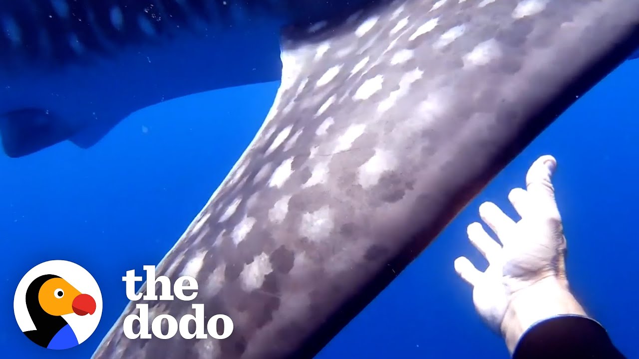 Whale Shark Tangled In Rope Gets Help From Divers | The Dodo