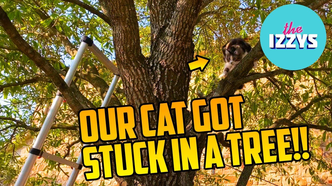 Our cat is stuck in a tree!