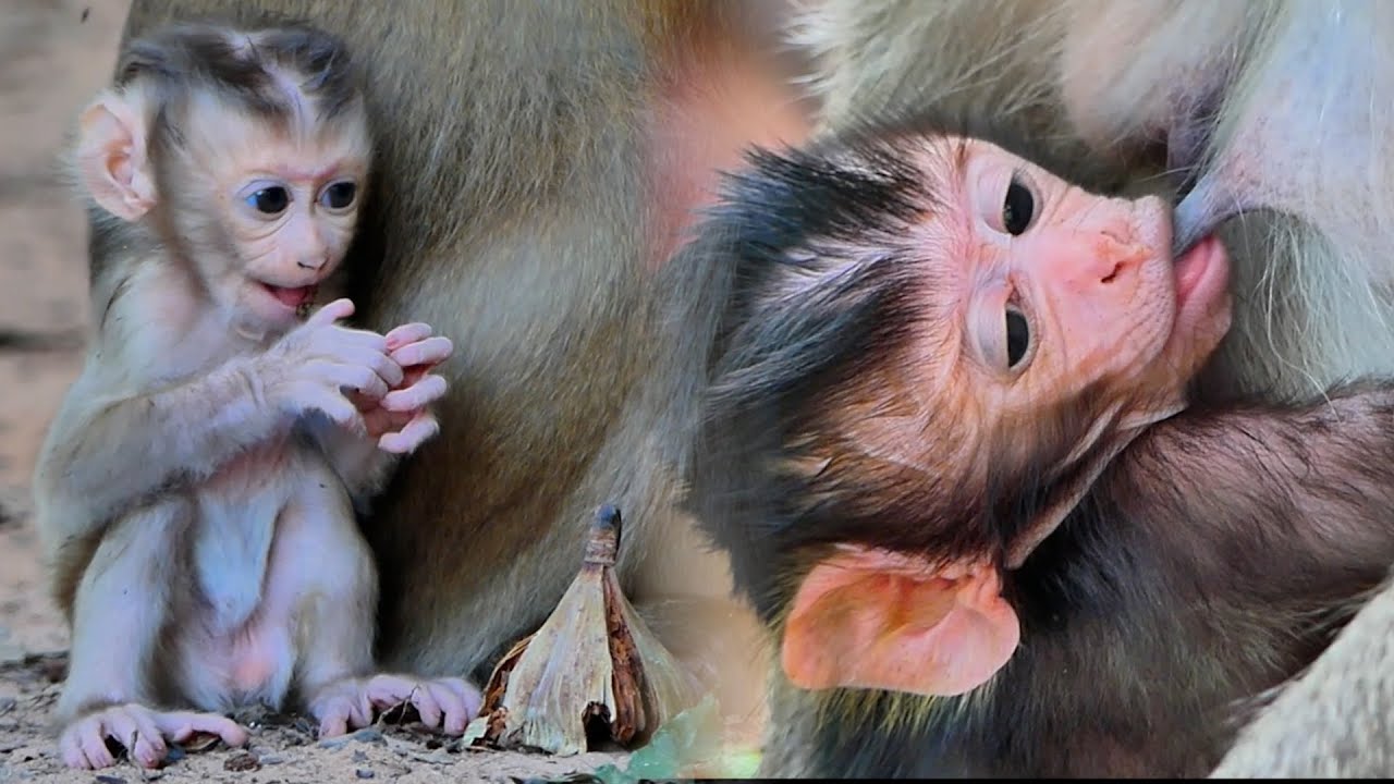 Observing Primate Mom Amber & Rose Parenting Instincts in the Wild!