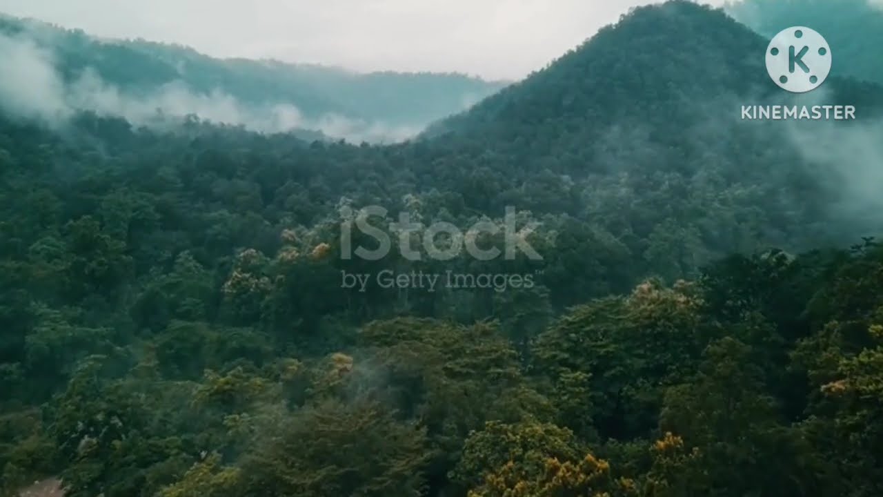 Relax while sleeping to the sound of birds chirping in the forest.