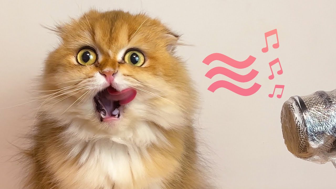 Cats Videos for Cats to Watch | Socialization for Single House Cats