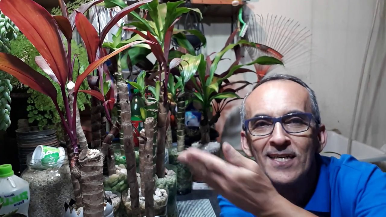 DRACENAS E PAÚ D'ÁGUA DENTRO DE CASA, O RETORNO. FAÇA JÁ A SUA.