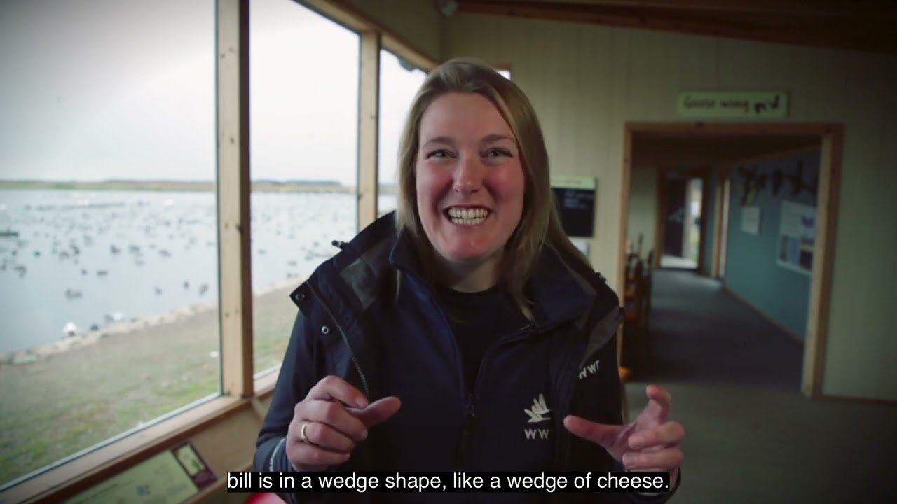 Find out about the wildlife you can meet this winter at WWT Martin Mere | The Guide Liverpool