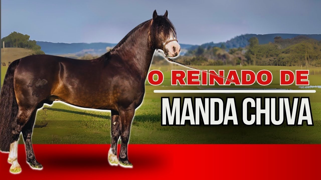 JA MANDA CHUVA garanhão da raça crioula na Estância Liberdade