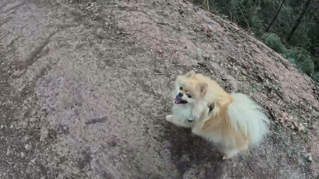 Spring Vibes & Pomeranian Walk / wait for the cam crash 💥 🌷🐾 #birdsounds #virtualwalk 
