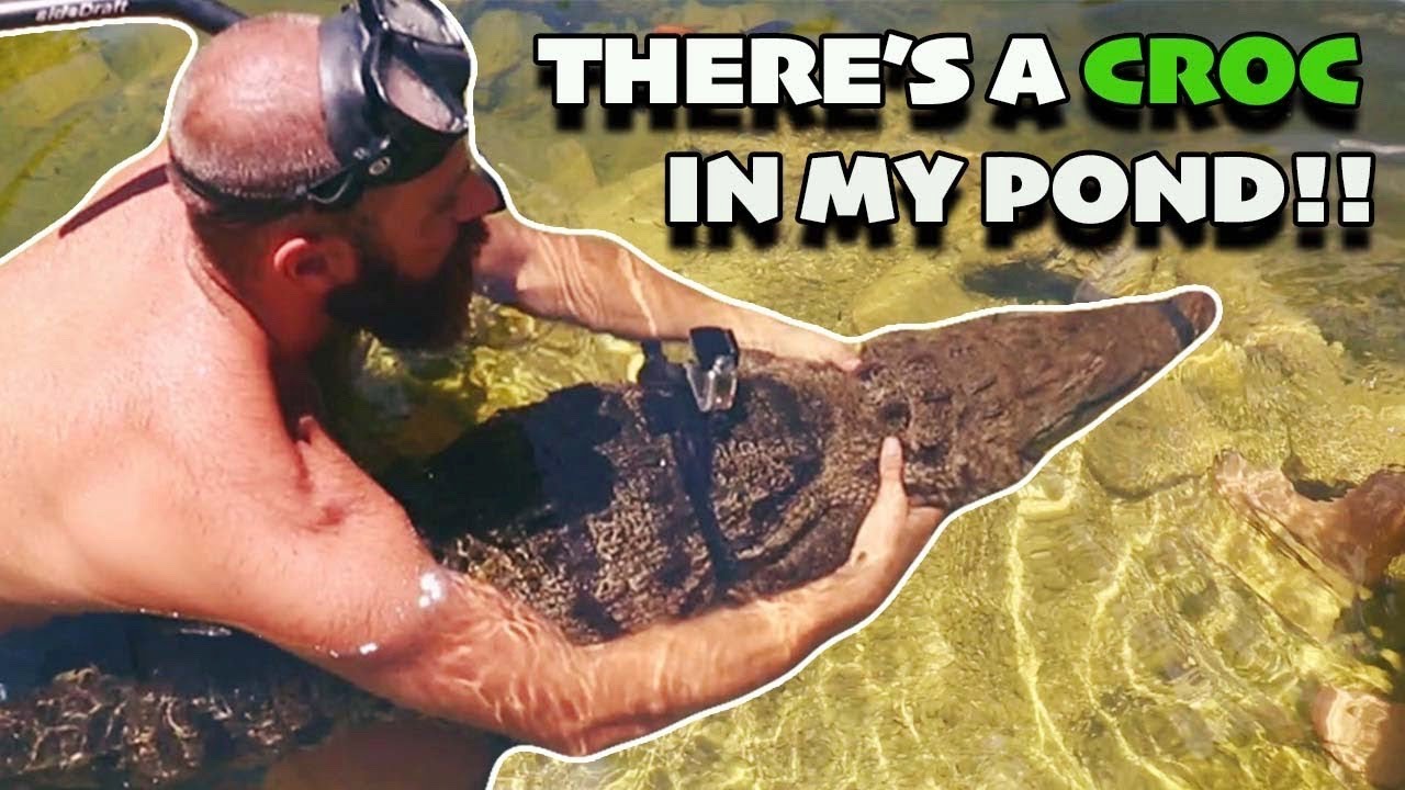 Swimming With a West African Crocodile!