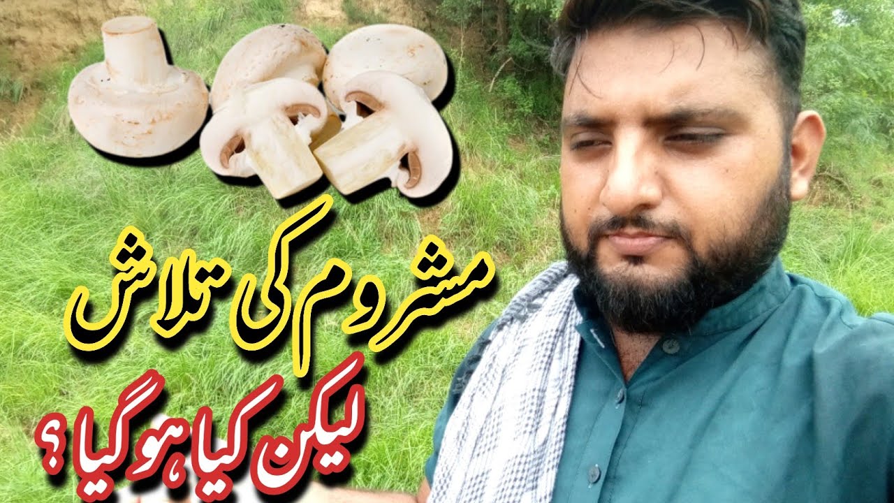 Searching For Mushrooms | 