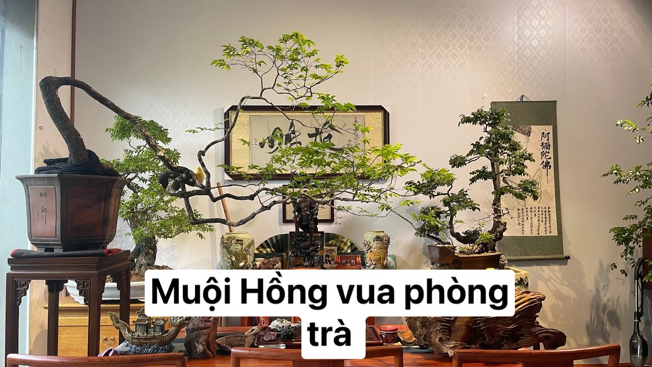 Muội Hồng giờ được gọi là vua phòng trà chưa các bác 
