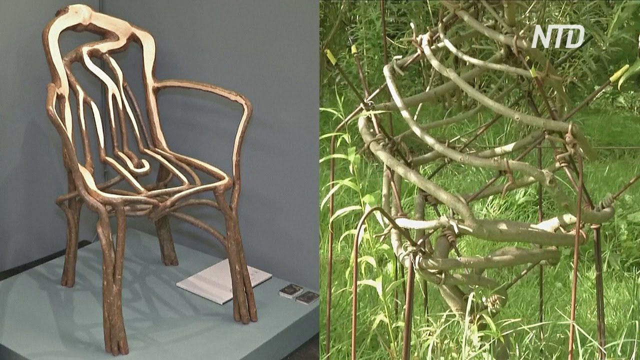 На «мебельной ферме» стулья выращивают прямо из земли