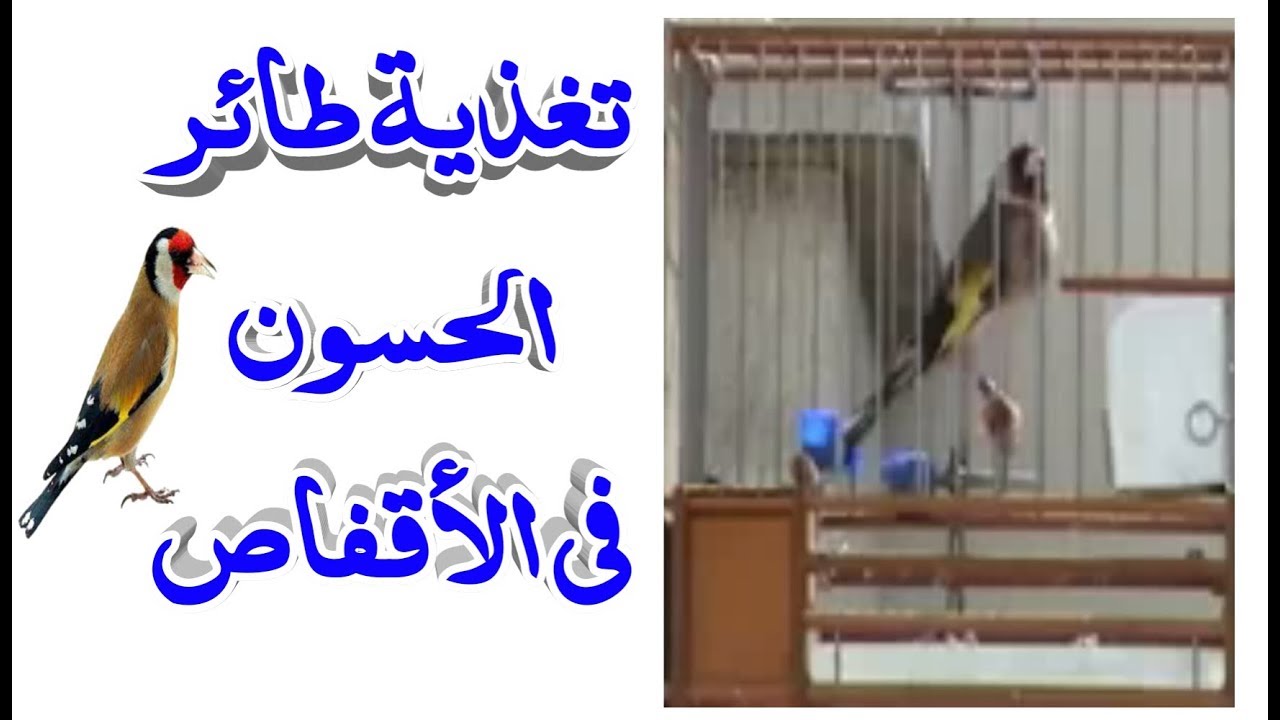 اهم الحبوب التي يتغذى عليها طائر الحسون في القفاص و تجهيزه  لموسم الإنتاج