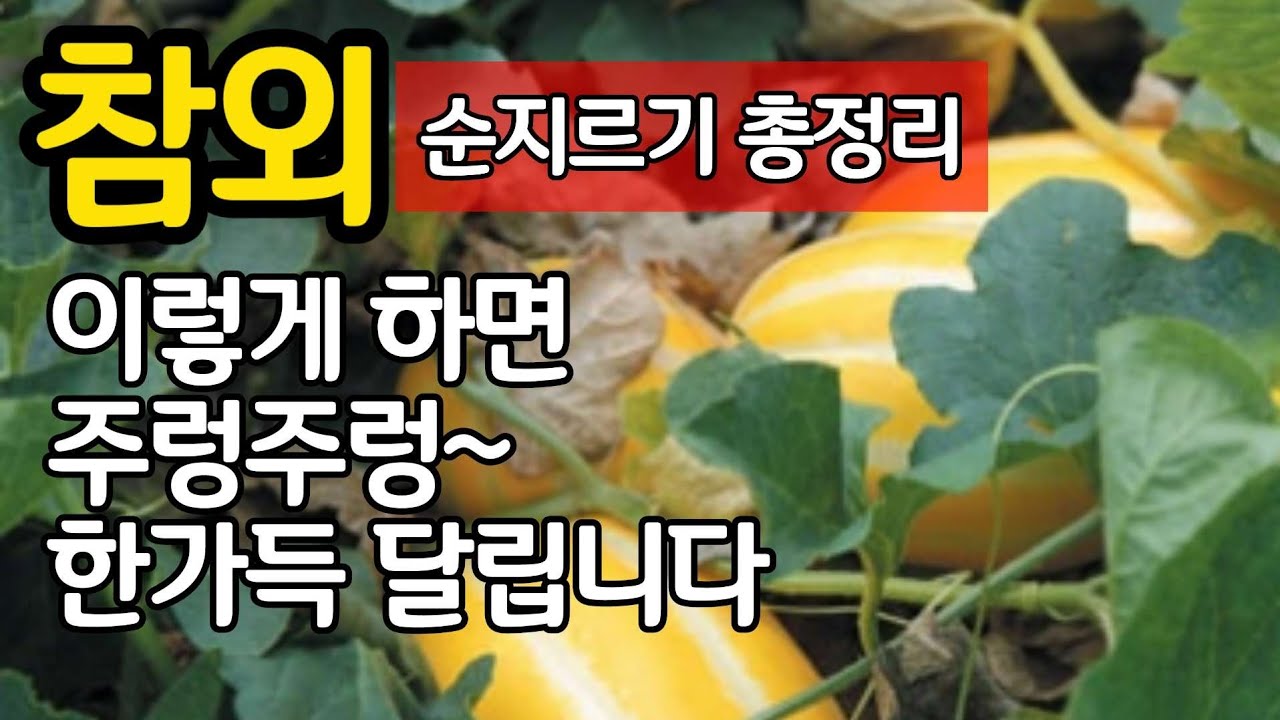어려운 참외 순지르기 총정리!!! 이렇게 해야 주렁주렁 한가득 달립니다