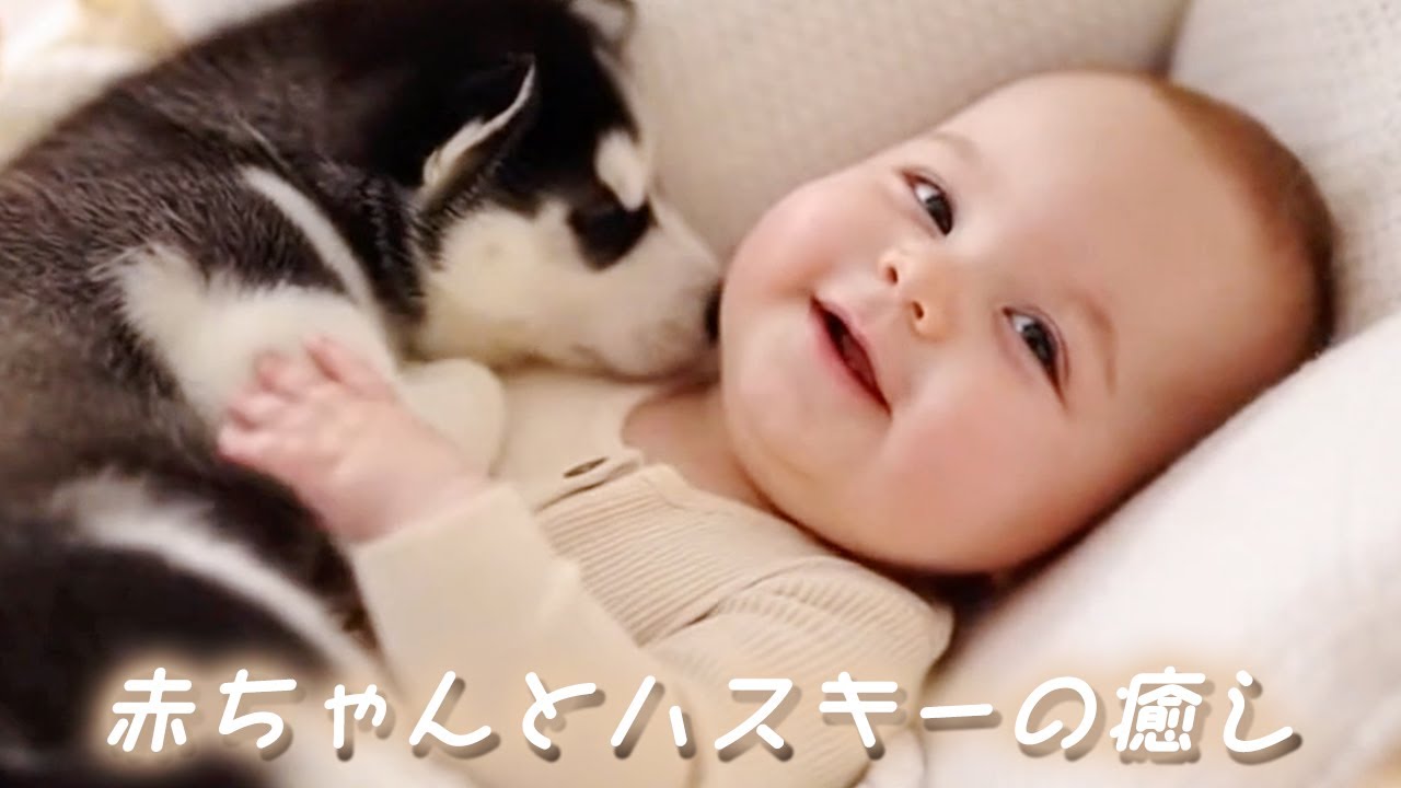 【癒し】赤ちゃんとハスキーの癒し