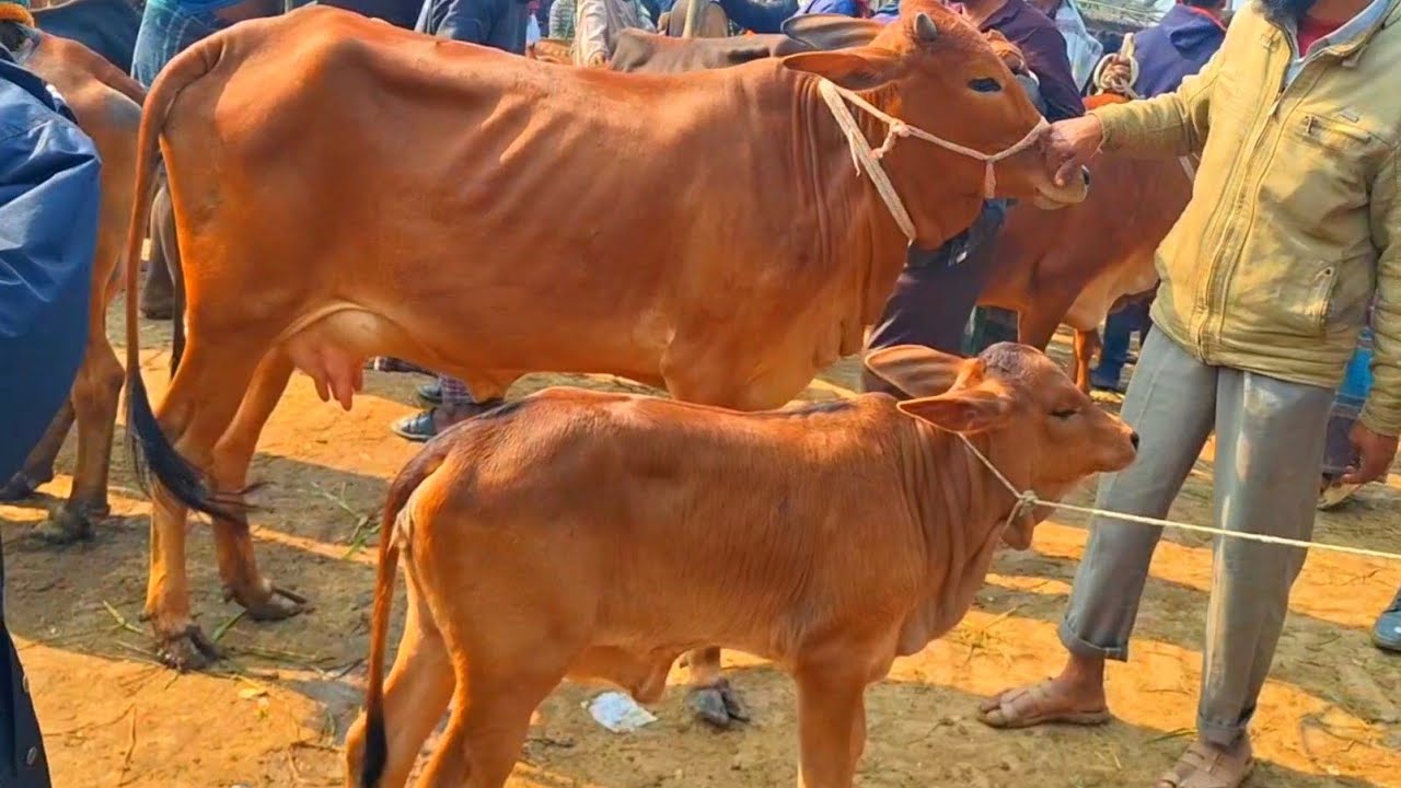 @আজ 16 January , 2026| বাছুর সহ গাভী গরুর দাম | gavi goru dam | |  আমবাড়ী হাট |দিনাজপুর