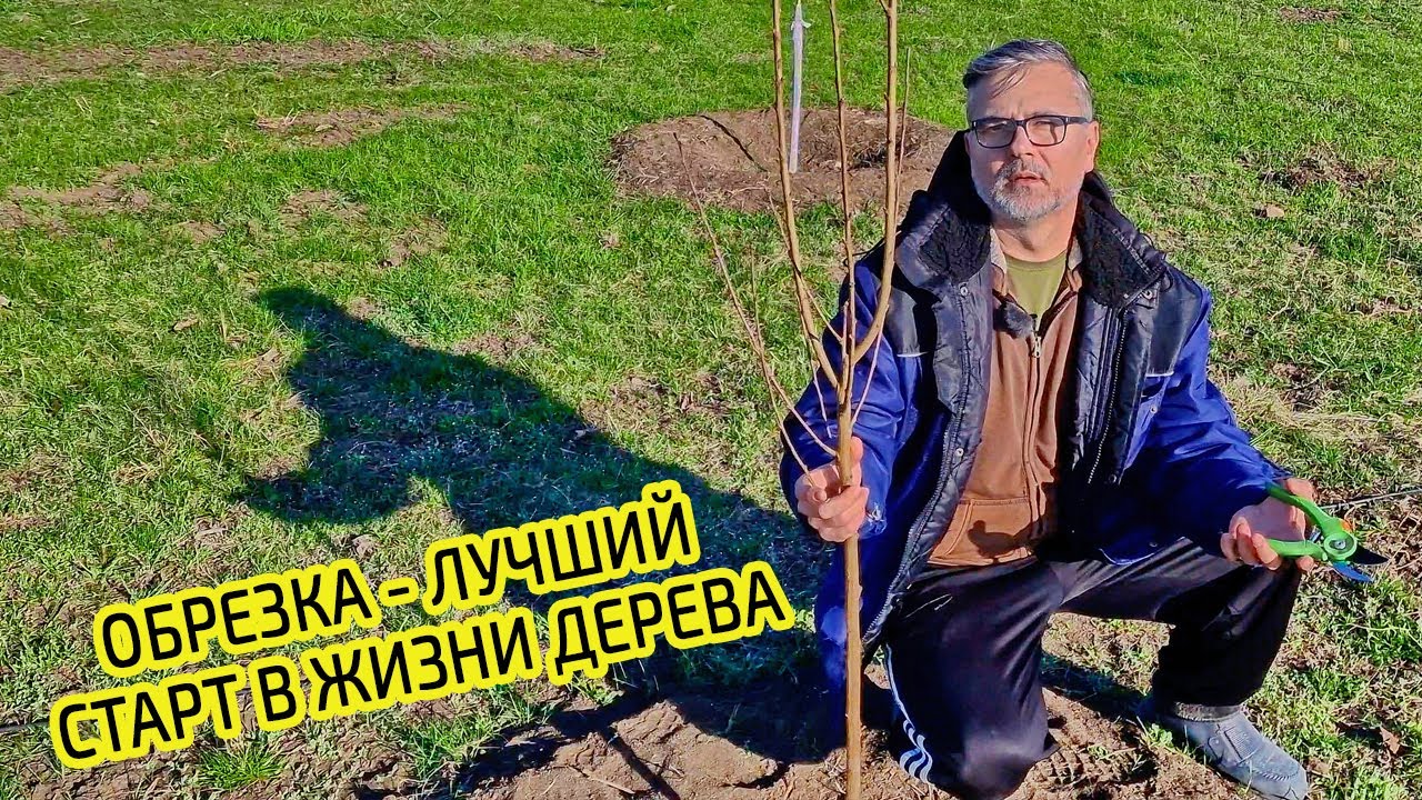 Обрезка плодовых деревьев весной лучший старт в жизни дерева. Не совершайте ошибок.