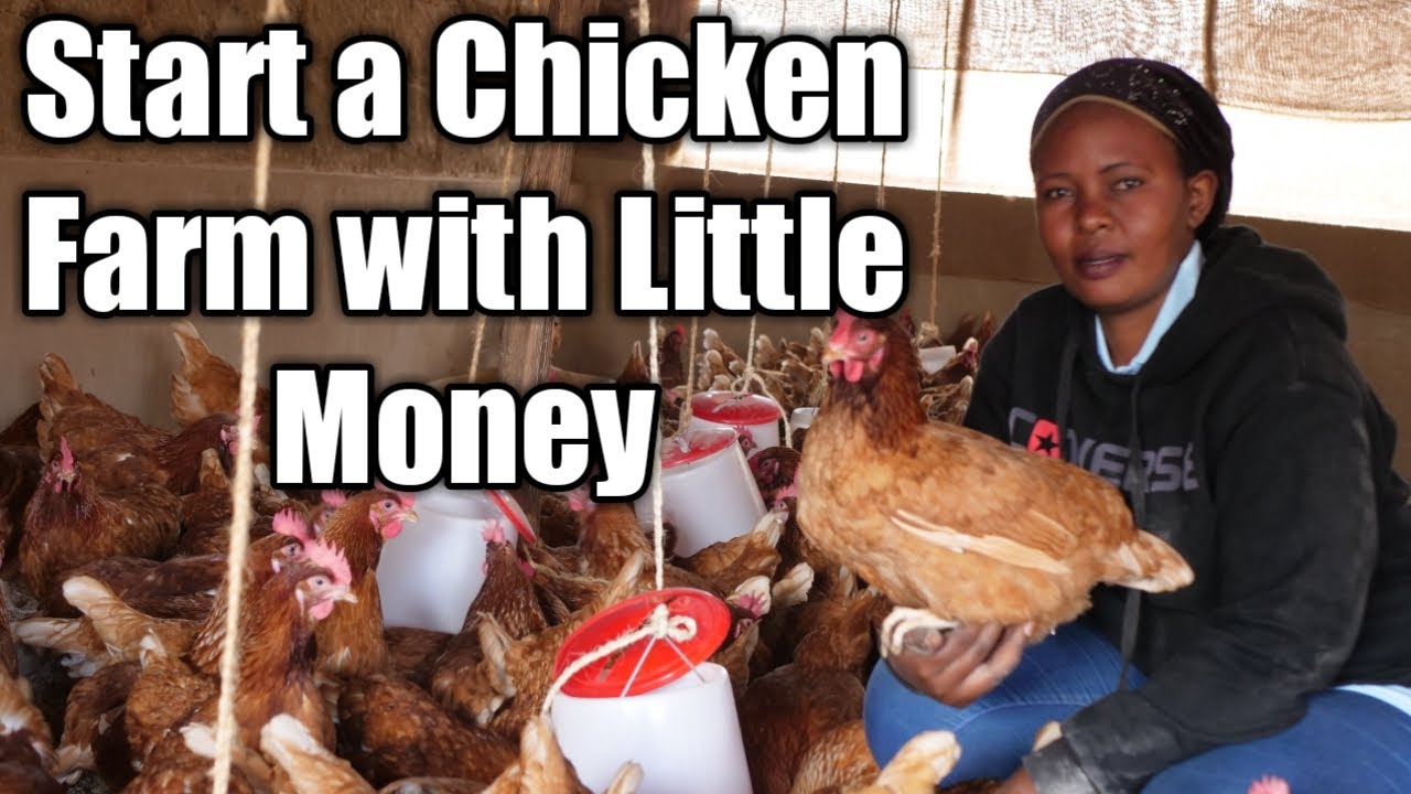 Start a Chicken Farm with Little Money