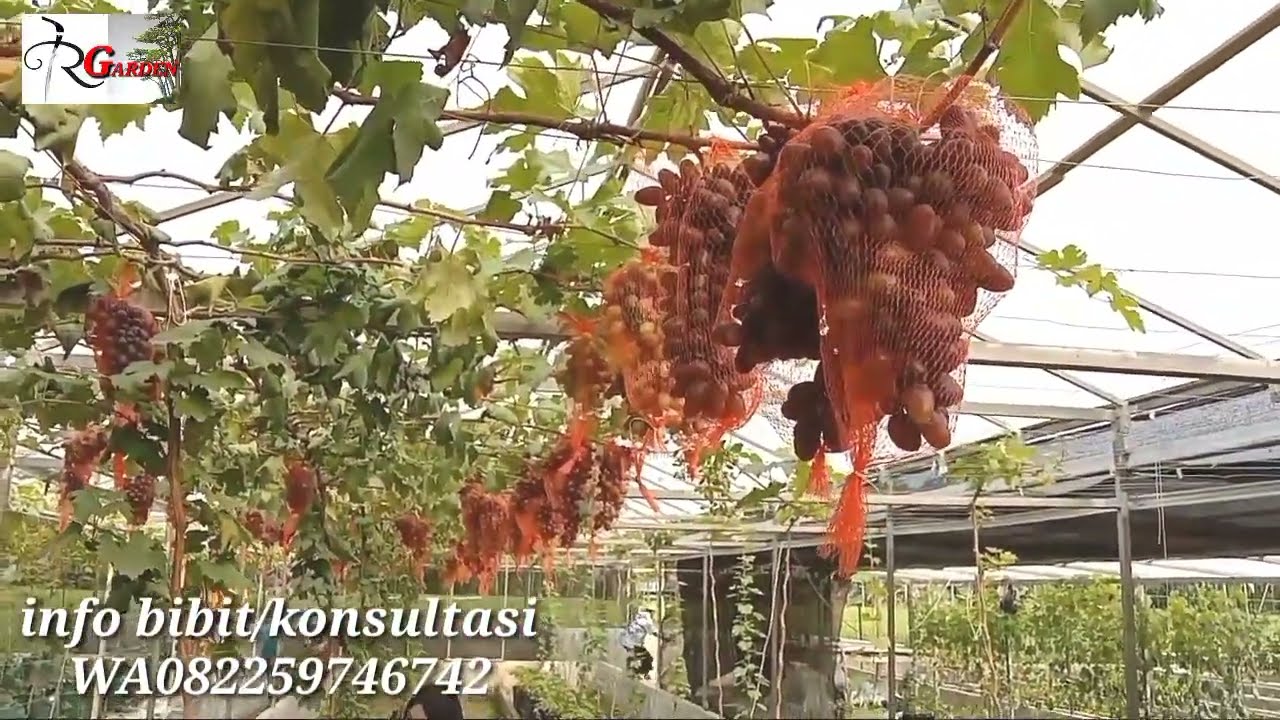 Update Tempat Wisata Kebun Anggur Bireuen