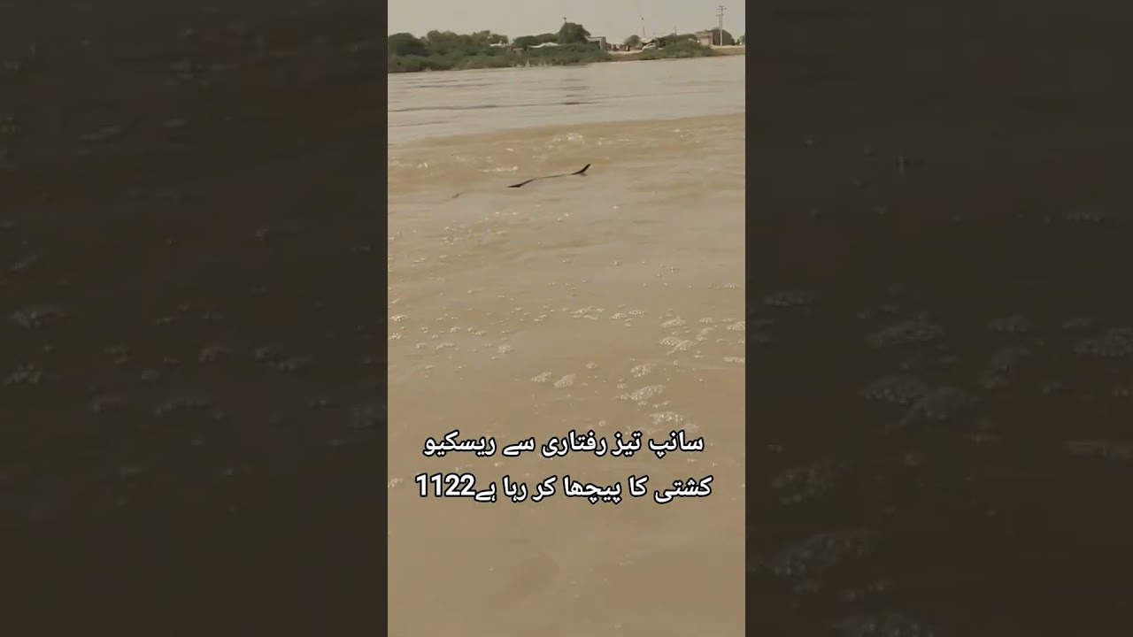 A snake in the floodwater is rapidly chasing a Rescue 1122 boat | Pirmahal #pirmahal #rescue #snake