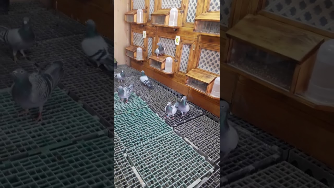 لوفت البطل العراقي  هيثم العقابي  حمام الزاجل