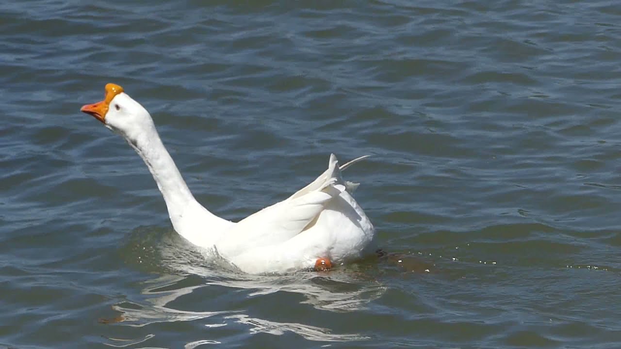 Mating Madness # 3 - Can a Goose mate with a Duck
