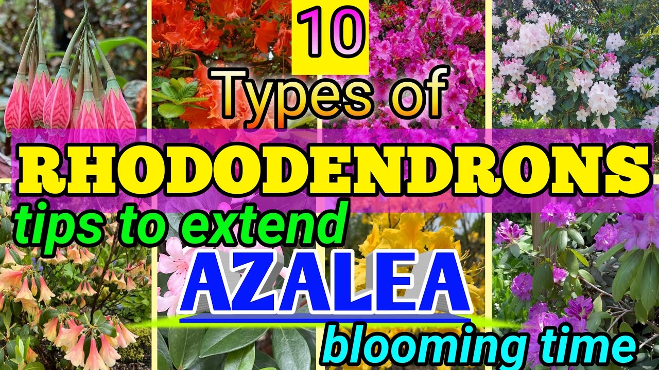 10 Types of Rhododendrons, and Tips to extend Azalea Blooming Time