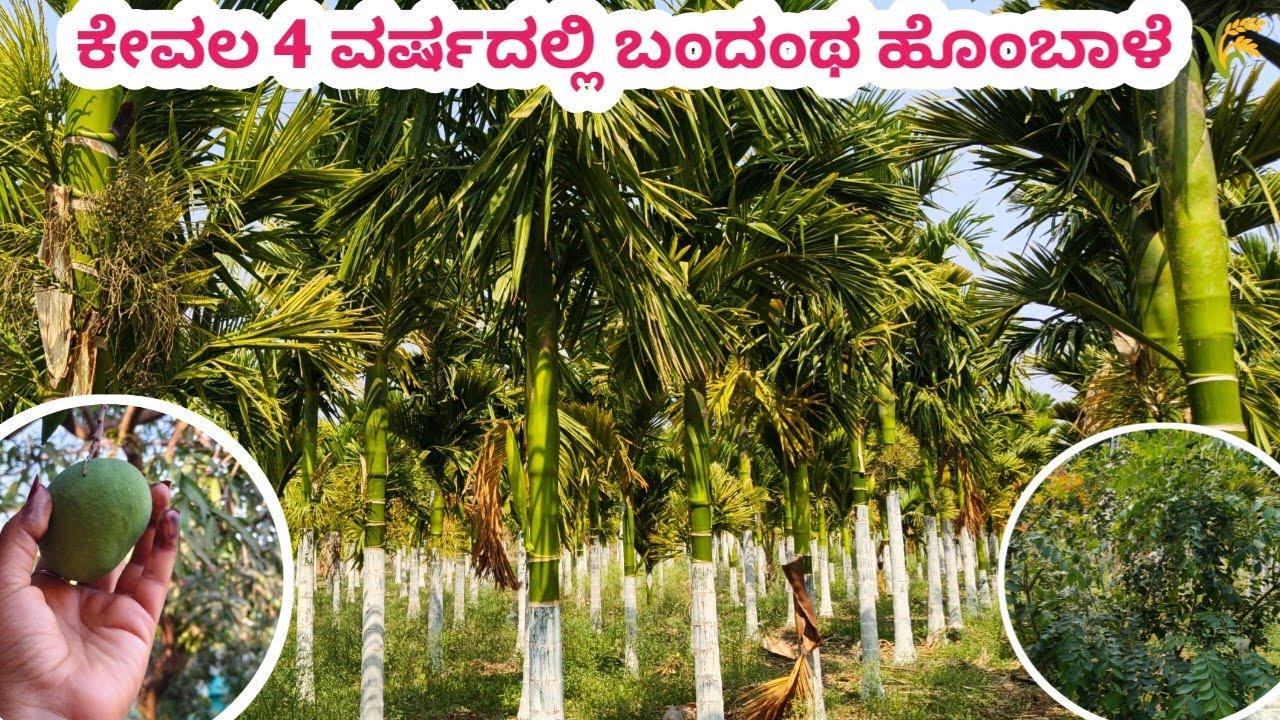 #How to plantation areca.ಕೇವಲ 4 ವರ್ಷದದಲ್ಲಿ ಬಂದಂಥ ಹೊಂಬಾಳೆ🌾🌾🌾 (ಸಿಂಗಾರ )zero %chemicals and fertilize 🤗