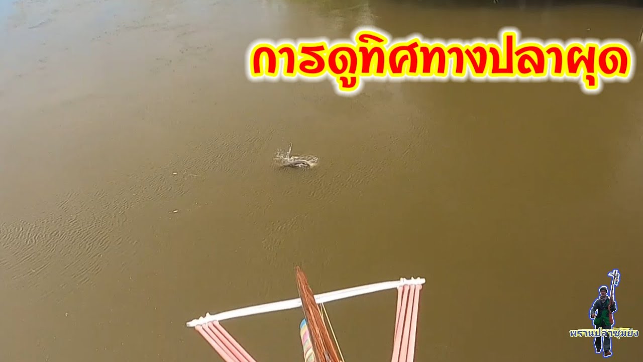 วิธียิงปลาผุดสำหรับมือใหม่