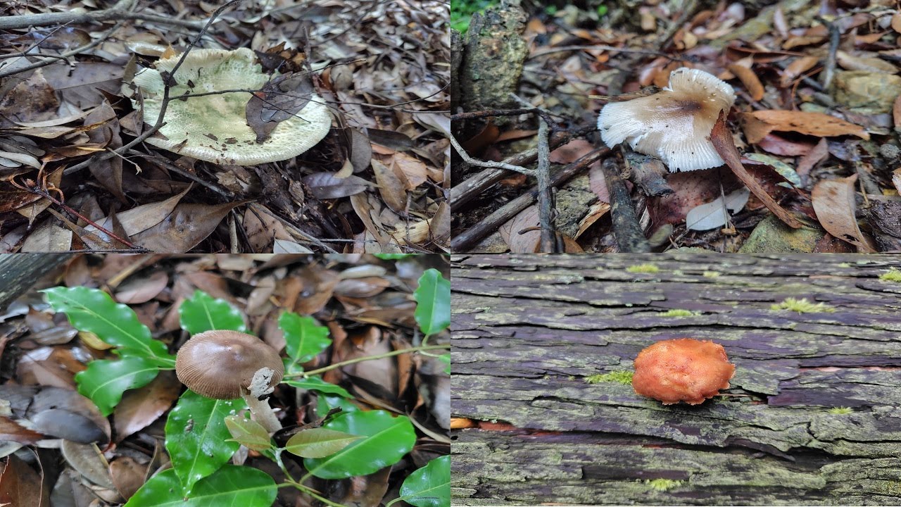 アイタケ その他 Russula virescens and Others