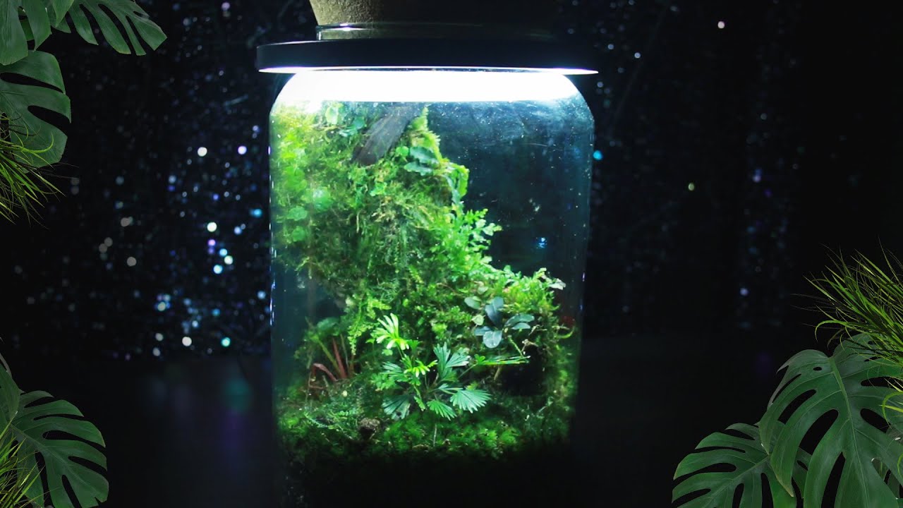 Rare Moss Terrarium Build - Relaxing ASMR |  How To Make A Terrarium | Electra Snow
